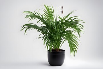 Obraz premium Areca plant in pot white background, AI Generated