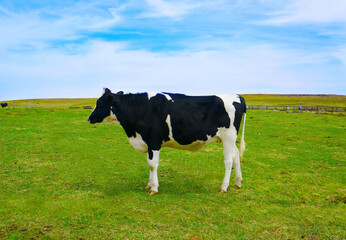 牛（背景あり）