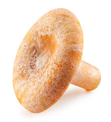 Single Lactarius Deliciosus Mushroom. Forest mushroom isolated on a white background