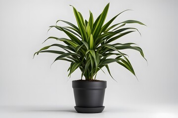 Fototapeta premium Dracaena cintho plant in black pot white background, AI Generated