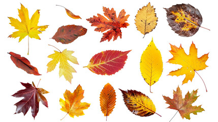 Fototapeta premium A vibrant collection of multicolored autumn leaves isolated against a transparent background showcases the beauty of seasonal change, perfect for use in autumn decor or nature-themed projects