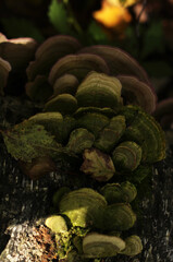 variegated wavy mushrooms, grebes, growths on the trunk of a birch tree