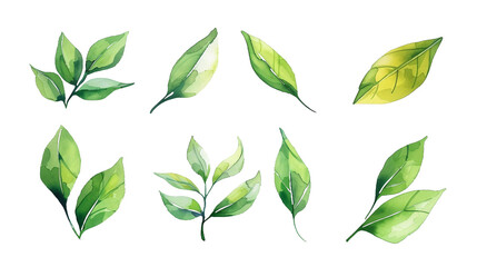 A stunning collection of leaves on a transparent background, showcasing vibrant colors and intricate textures.