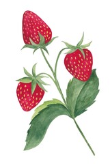 Strawberry watercolor illustration isolated on white background.