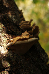 variegated wavy mushrooms, grebes, growths on the trunk of a birch tree