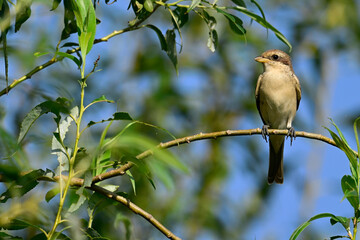 young Red-backed shrike // junger Neuntöter (Ästling) (Lanius collurio) 