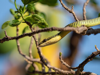 Green snake Indra on the tree