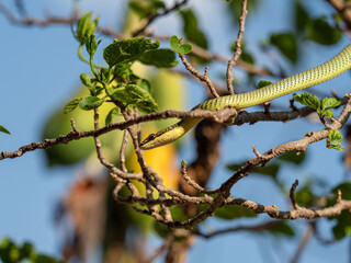 Green snake Indra on the tree