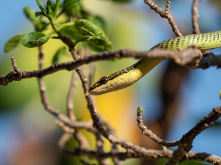 Green snake Indra on the tree