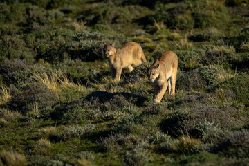 Two pumas cross pre-Andean scrubland casting shadows