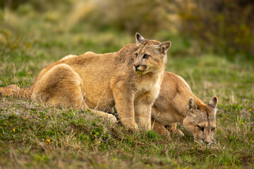 Two pumas drink from puddle in scrubland