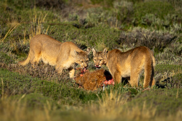 Two pumas in sun feed on guanaco