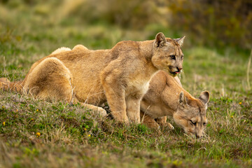 Naklejka premium Two pumas drink from pool in scrubland