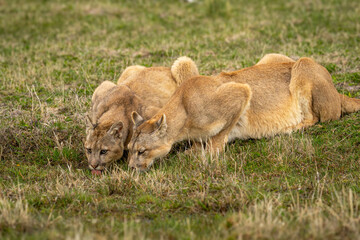 Two pumas lie drinking at grassy pool