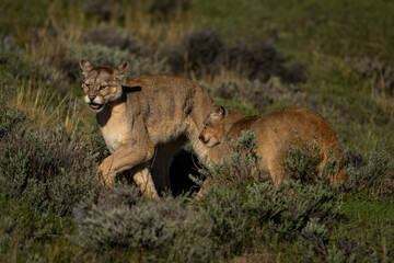 Two puma cubs play together in scrubland