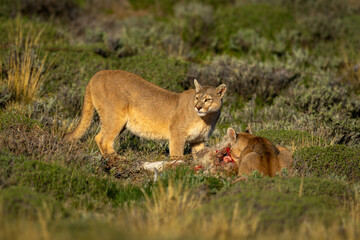 Two pumas feed on guanaco in sunshine