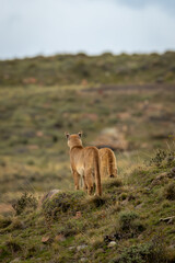 Two pumas stand on slope in scrubland