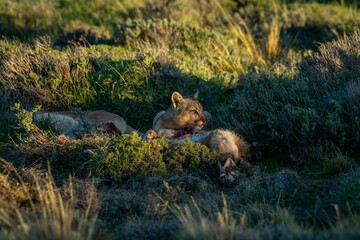 Two pumas lie with kill in scrubland