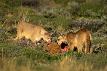 Two pumas in sunshine feed on guanaco