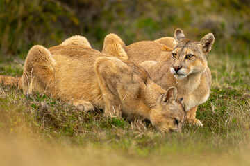 Naklejka premium Two pumas lie drinking in grassy plain
