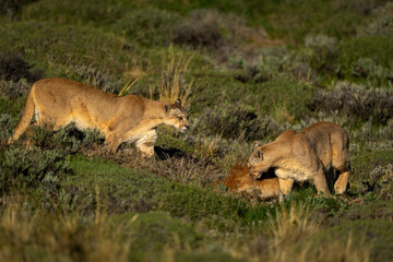 Two pumas stand by kill in scrubland