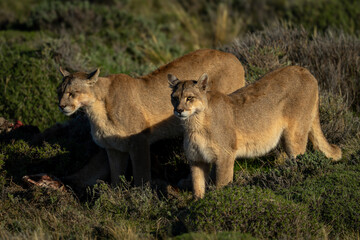 Two pumas stand side-by-side on sunlit scrubland