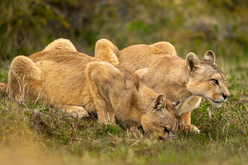 Two pumas lie drinking side-by-side from pond