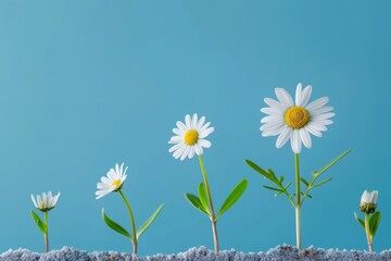 blooming daisy flower