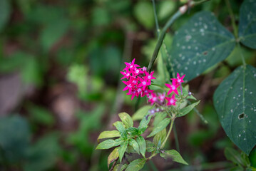 Purple Pentas Flower, also known as Egyptian Star Clusters. 