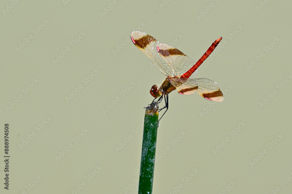 Wall mural Gebänderte Heidelibelle - Männchen // Banded darter - male (Sympetrum pedemontanum) - Körös-Maros-Nationalpark, Ungarn