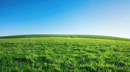 Naklejka premium Lush green meadow under clear blue sky