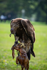 portrait of an eagle