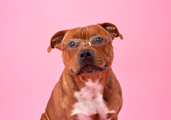  A scholarly looking Staffordshire Bull Terrier dog sports a pair of glasses, giving it an intellectual air against a soft pink backdrop