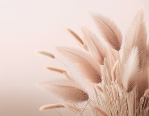 Elegant Minimalism: Dried Bunny Tail Grass Against Neutral Background