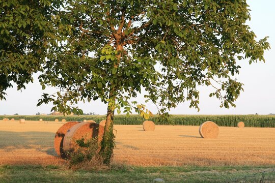 Balle di fieno lungo la via Claudia Augusta nella campagna di Altino al tramonto.