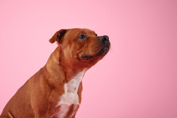 A curious Staffordshire Bull Terrier gazes upward, against a soft pink backdrop, embodying an air of gentle contemplation and alertness