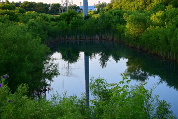 Obraz premium Large Cove Of Water Under A Telephone Pole And Surrounded By Bushes