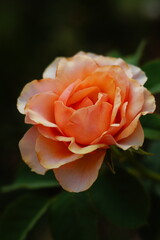 Light orange rose flower close-up macro shot against the background of blurred contrast dark shade background of garden plants. Flower business, a gift to beloved women, mother, wive