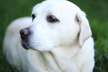 Cute white labrador on grass in summer garden
