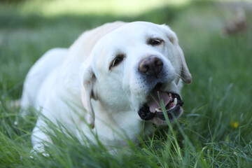 Cute white labrador eating grass in summer garden