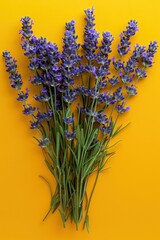 Naklejka premium A bunch of purple lavender flowers are arranged on a yellow background. The flowers are in full bloom and are arranged in a way that they look like they are growing out of the yellow wall