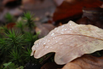 leaf with drops