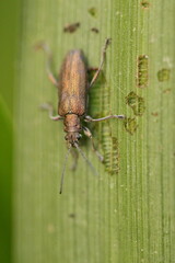 bug on a leaf