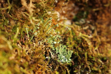 forest moss