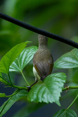 Purple rumped Sunbird