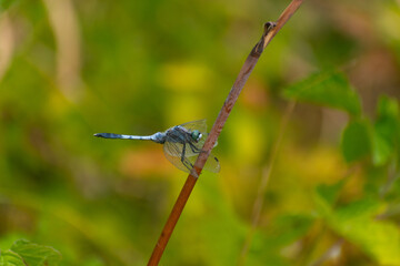 blue dragon fly