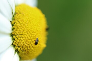 yellow flower with beetle macro