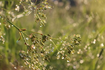 meadow with morning dew