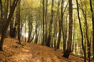 Fototapeta premium forest in autumn