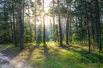 Golden sunlight streams through a dense forest of pine trees, casting long shadows on the soft green undergrowth..